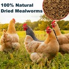 1-44lbs Bulk Dried Mealworms Non-gmo Meal Treats For Wild Bird Chicken Hen Lot