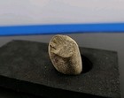 Real Dinosaur Egg Fossil Permineralization Fossil Snake Egg