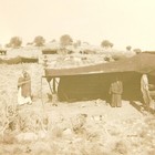 C 1900s Glass Plate Negative Desert Camp Nomads  Bedouin Middle East  3-1 4x4
