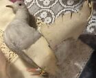 Vintage Steiff 40   s German Mohair Dove 9    With Button And Tag  Very Rare