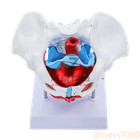 Female Pelvis And Pelvic Floor Muscles Anatomical Model