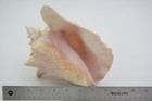Vintage Large Natural Queen Conch Sea Shell  Pink Aliger Gigas Large Ear Unique 