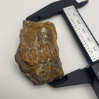 Partial Mamm0th Tooth Fossil Florida Ice Age Tooth Fragment