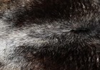 100  New Cowhide Rugs Area Cow Skin Leather  48  X 50   Cow Hide Sa-3536