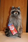 New Raccoon Mount Taxidermy Antler Candy Cracker Jack Novelty Whitetail Deer Fur