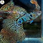 1 Trio - Live Aquarium Guppy Fish High Quality -  Fancy Yellow Tiger King Cobra