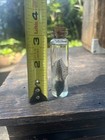 Tadpole Specimen