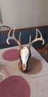 Solid Walnut European Deer Skull Mount Plaque  Wall pedestal  Handcrafted 
