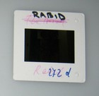 Original David Cronenberg Rabid 35mm Studio Production Slide Marilyn Chambers