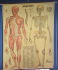 Cavallini Anatomy Wall Chart Pull Down Poster Muscular Skeleton 30x38