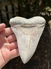 5 67  Huge Rarely Offered Summerville White Megalodon Shark Tooth From Landsite 
