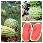 50 Giant Watermelon Seeds Melon Organic Fruit