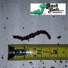 Bestbait Live European Nightcrawlers     Premium Fishing Worm  Panfish  Composting