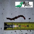 Large Panfish Worms European Nightcrawlers Free Shipping Live Arrival Guarantee