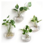 Wall Propagation Planters Pack Oblate Hanging Plant Holder Vase 4