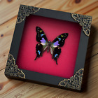 Dried Insect Taxidermy Real Butterfly Framed Gallery Wall Hanging Collection