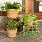 Set Of 3 Seagrass Planters  Indoor Or Outdoor  Perfect For Porch Or Patio