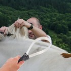 Horse Hair Brush Durable Shedding Shave De Sheder Grooming Tools