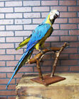 Rare Vintage 1950 s Macaw Parrot Taxidermy On Wooden Stand 34 1 2  Long Nice 