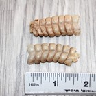 2 Rattlesnake Rattles   166    Taxidermy Diamondback Sidewinder