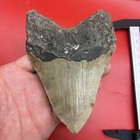 Giant Megalodon Tooth 5 Inch Authentic Shark Tooth Fossil 50 Foot Shark Tooth