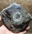 Exquisite Cambrian Trilobite Fossils