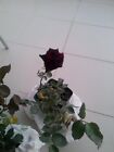 Black Magic Rose Grafted Live Plant
