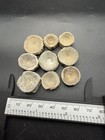 Shark Fossil Vertebrae Set Of 9 Shark Spine Bones North Carolina