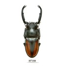 Beetle  Insect-h7188  Lucanidae  Rhaetulus Crenatus Tsutsui- Big 64 6mm  Vietnam
