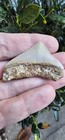 Chilean Posterior Megalodon Shark Tooth Fossil
