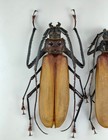 Prioninae  Macrophysis Luzona M84mm  F80mm  Philippines Beetles Insect