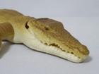 Happinet Crocodile Soft Vinyl Figure 2005 Animal Doll Series 15 Reptiles Sofubi