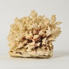 Extra Large Natural Coral Tree Specimen Genuine Coral Cluster