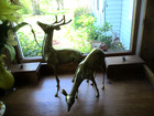 Vintage Brass Pair Of 14  Spotted Buck stag   8 3 4  Doe Tall Figurines