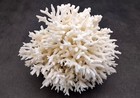 White Birdsnest Coral Cluster Seriatopora Hystrix  1 Coral Approx  5-6  Inches 