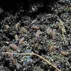 1000ct Live Dwarf Purple  Isopods Bulk - Wholesale - Pack - Combo