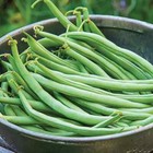 Top Crop Bush Green Bean Seeds  Non-gmo  Heirloom  Stringless  Free Shipping