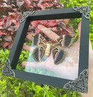 Real Moth Clear Framed Preserved Butterfly Shadow Box Taxidermy Art Decor