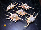 Set Of 3 Beautiful Spyder Conch Shell  lambis Scorpio  4-5  Beach Decor Display