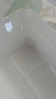 1000  live Moina   Daphnia    2gr Food Starter Culture   Free Ground Shipping