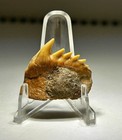 0 99    Upper Jaw Chilean Hexanchus Gigas Sixgill Cow Shark Tooth Rare      Colors