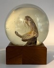 Vintage Taxidermy Western Diamondback Rattlesnake Rattle Snake Head Paperweight