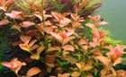 3 Stems Ludwigia Ovalis Orange  Live Aquarium Plants Beautiful  Rare   Free S h 