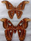 Insect Frame Set Real Atlas Moth  f m  Butterfly Real Taxidermy Attacus Display 