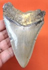 Megalodon Shark Tooth Real Fossil - 3 83 - Shark Teeth - No Restorations