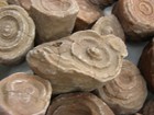 Stromatolite Fossils Big 1 5-3  Ancient Earth Life 1 Billion Years 2 Fossil Lots