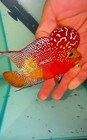 Premium Live Super Red Dragon Indo Flowerhorn Fish     1 Male     Usa Seller 02