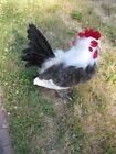 Life Size 18    Rooster Hansa Chicken Realistic Stuffed Animal Plush Toy
