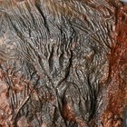 Double Crinoids Fossil Scyphocrinites Elegans Sea Lilies Silurian Pridol Morocco