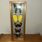 5 Real Butterflies Framed Special Collection Mounted Double Glass  4  5 x12  5 